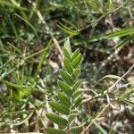 Oxytropis pilosa Blatt