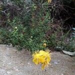 Hypericum balearicum Hábito