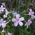 Phlox adsurgens