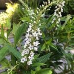 Lysimachia clethroides 花