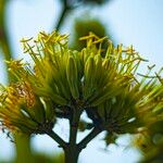 Agave sisalana Flower