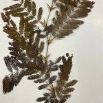 Vachellia collinsii Leaf
