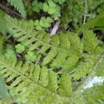 Dryopteris expansa Meyve