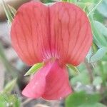 Lathyrus sphaericus Fleur