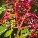 Miconia affinis Квітка