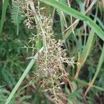 Scleria gaertneri Flower