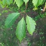 Acer cissifolium 叶