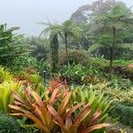 Aechmea blanchetiana Leaf