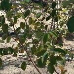 Amelanchier ovalis Blad