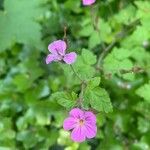 Geranium robertianumFlower