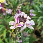 Erysimum scoparium Квітка