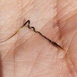 Erodium botrys Fruto