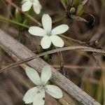 Dianthus pallens