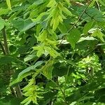 Acer campestre Habit