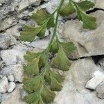 Asplenium lepidum Blatt