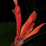 Aphelandra golfodulcensis Fruit