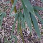 Phyllostachys viridis 葉