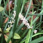 Ophiopogon jaburan Kvet