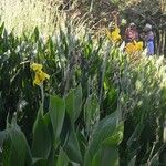 Canna glauca Hábitos