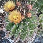 Ferocactus herrerae Fiore