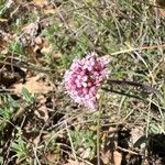 Valeriana tuberosa Цвят