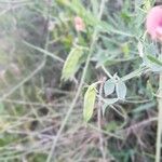 Lathyrus marmoratus Meyve