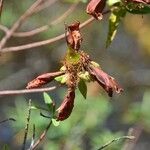 Hypericum lanceolatum Фрукт