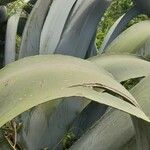 Agave shaferi Blad