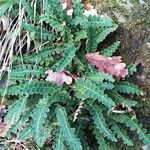 Asplenium ceterach Habit