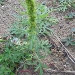 Artemisia biennis Leaf