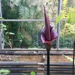 Amorphophallus konjac Květ