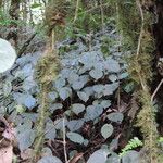 Begonia pulcherrima Habit