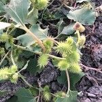 Xanthium orientale Frunză