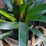 Guzmania monostachia Leaf