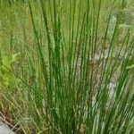 Juncus conglomeratus Hábitos