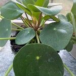 Pilea peperomioides 葉