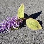 Plectranthus ecklonii Flower