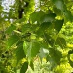 Tilia mongolica 葉