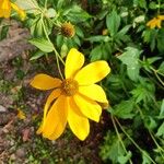 Rudbeckia laciniata പുഷ്പം