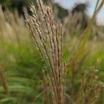 Miscanthus sinensis Fruit