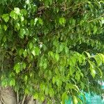 Ficus retusa Blatt