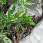 Euphorbia sulcata Other