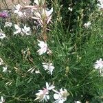 Oenothera gauraFlower