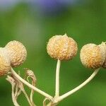 Bifora testiculata Плод