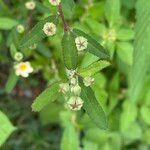 Sida alba Flower