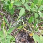 Cyperus obtusatus Frucht