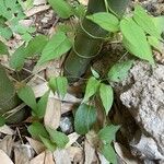 Paederia foetida Levél