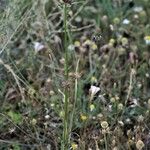 Allium oleraceum Hàbitat