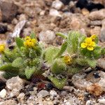 Hemizonella minima Flower