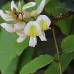 Craibia grandiflora Λουλούδι